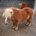 Pony im Hotel Freund Pony im Hotel Freund