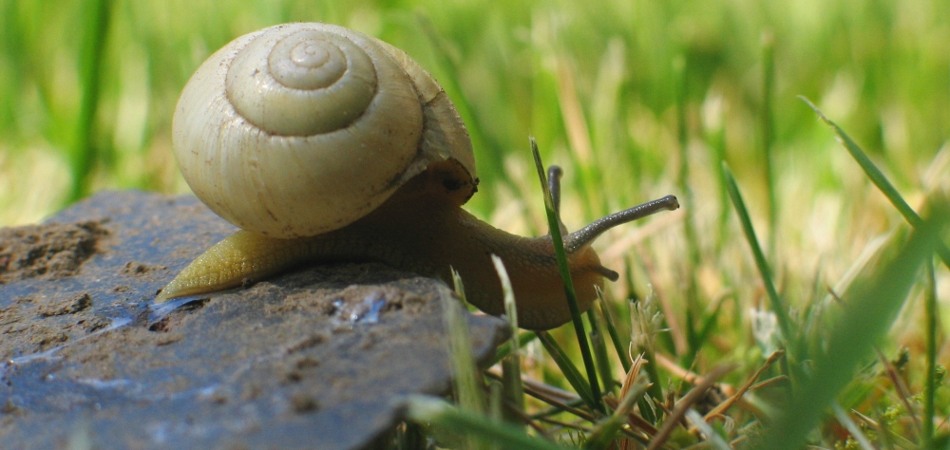 Slow Food und die Esskultur - im Zeichen der Schnecke Wellnesshotel SlowFood