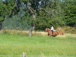 Pferde und Wellness: Eine perfekte Kombination. Gastbeitrag aus dem Freund – Das Hotel und Spa-Resort Sport Reiten Freund-Das-Hotel-und-Spa-Resort