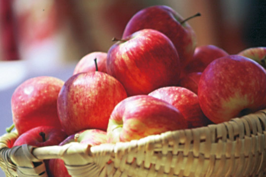 „Apfel-Bachforellen-Rondelle“ | Rezept Rezepte Gemüse