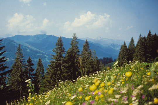 Düfte, Aromen und Kräuter im Wellnesshotel Wellness Wandern Kräuter Kosmetik Bäder