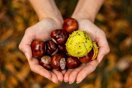 Den Herbst mit Kindern in der Natur erleben Herbst
