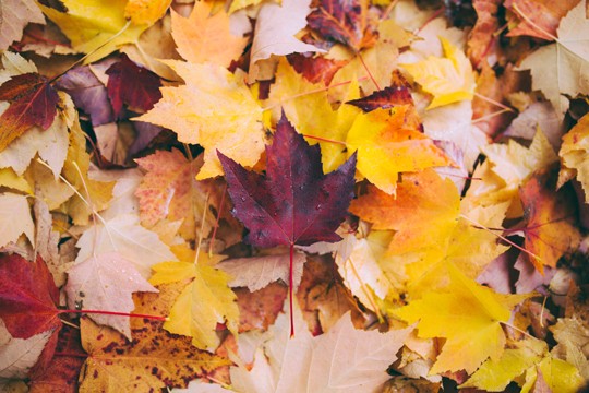 Den Herbst mit Kindern in der Natur erleben Herbst