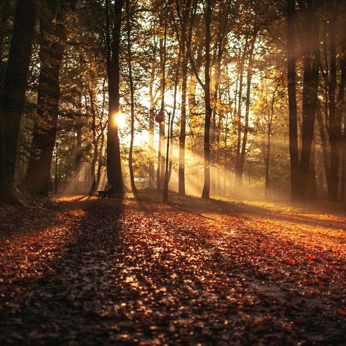 Sonnenstrahlen im Herbstwald