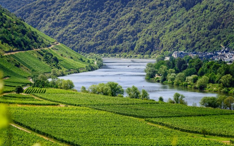 Wandern an der Mosel: Top Wanderwege