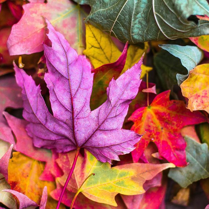 Buntes Herbstlaub