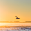 Adler fliegt über das Meer