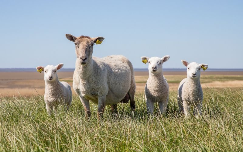 Schafe beim Urlaub in Husum