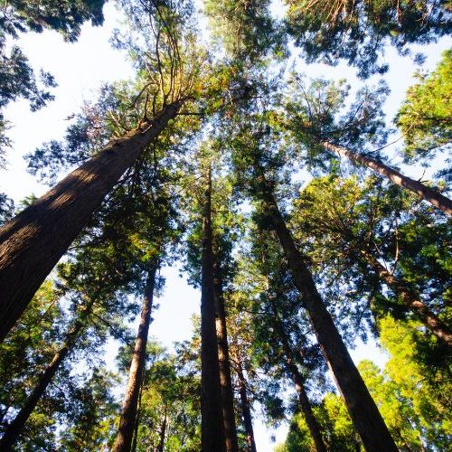 Wald beim Wellnesshotel zum Waldbaden