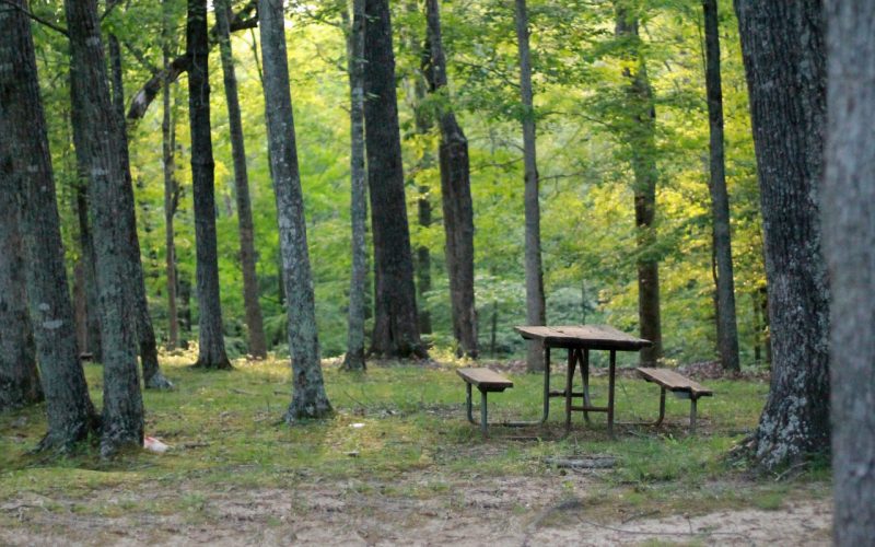 Ein sommerliches Picknick im Wald / Quelle: pixabay.com